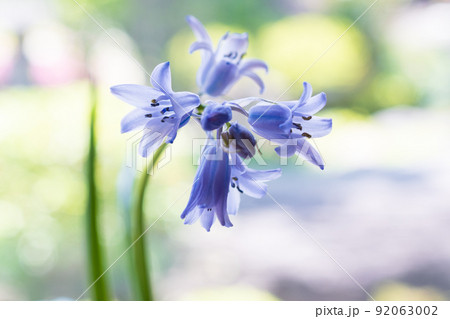 可憐な薄紫の花を咲かせるツリガネスイセン 可憐な薄紫の花を咲かせるツリガネスイセン 92063002