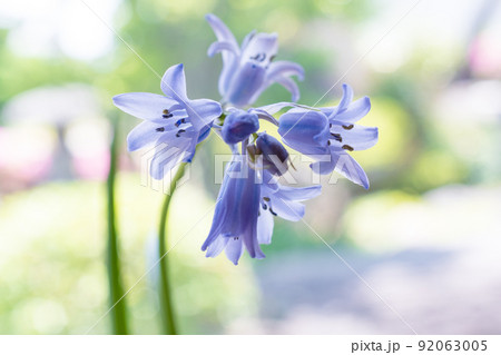 可憐な薄紫の花を咲かせるツリガネスイセン 92063005