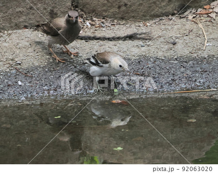 公園の小さな池で水を飲むコムクドリ雌右とムクドリ幼鳥 92063020