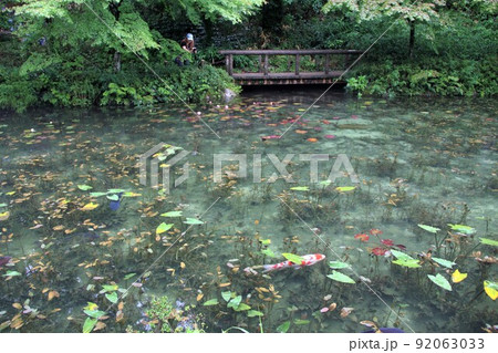 名もなき池（通称：モネの池）散策・2（岐阜県関市板取） 92063033