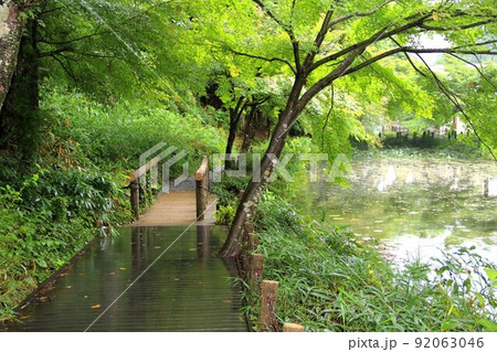 名もなき池（通称：モネの池）散策・11（岐阜県関市板取） 92063046