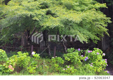 名もなき池（通称：モネの池）散策・12（岐阜県関市板取） 92063047