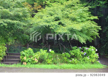 名もなき池（通称：モネの池）散策・14（岐阜県関市板取） 92063049