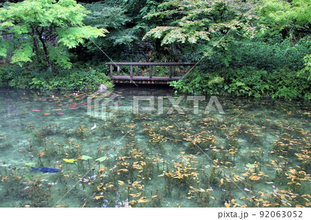 名もなき池（通称：モネの池）散策・17（岐阜県関市板取） 92063052