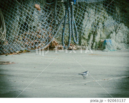 漁港で横を向いたセキレイを撮影 92063137