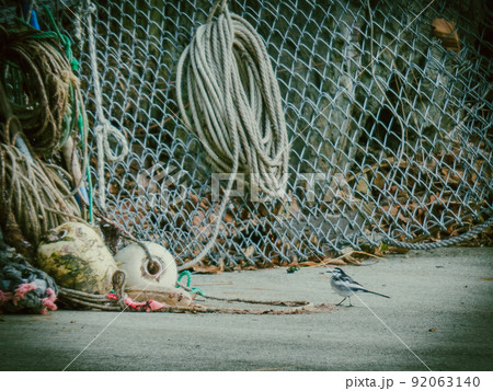 漁業道具の側を歩くセキレイ 漁業道具の側を歩くセキレイ 92063140