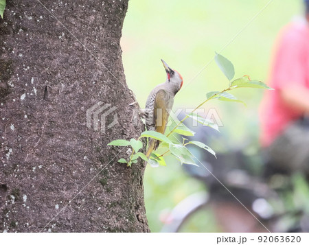 公園のアオゲラ雄 92063620