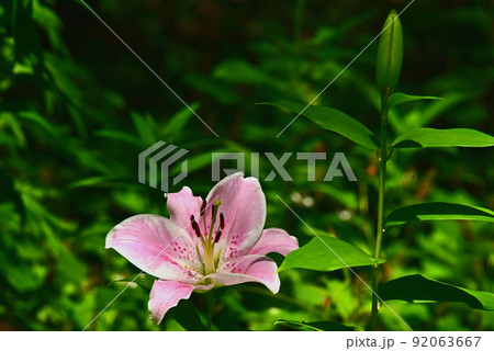 百合の花 92063667
