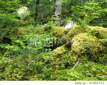 長野県　白駒池　苔と原生林の景色　7月 92063722
