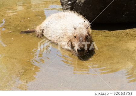 水に浸かっているカピバラ 92063753