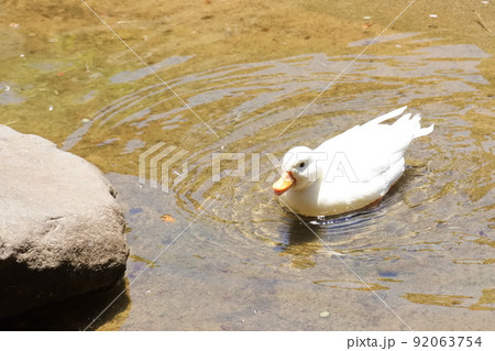 池を泳ぐアヒル／duck swimming in the pond 92063754