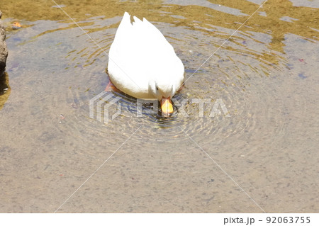 池の水を飲むアヒル／duck drinking pond water 92063755