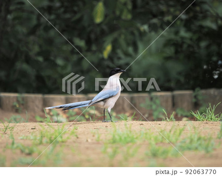 公園のオナガ 92063770