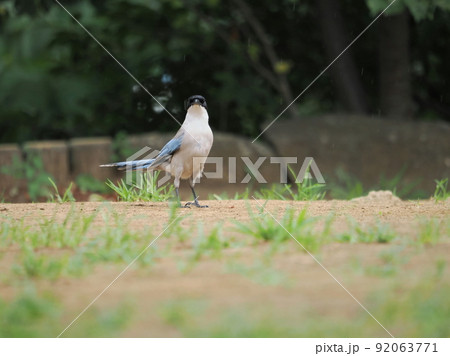 公園のオナガ 92063771