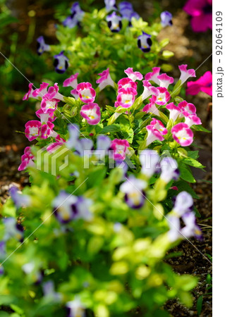 夏・開花した瑞々しいトレニアの花壇 夏・開花した瑞々しいトレニアの花壇 92064109