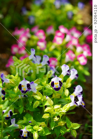 夏・開花した瑞々しいトレニアの花壇 夏・開花した瑞々しいトレニアの花壇 92064110