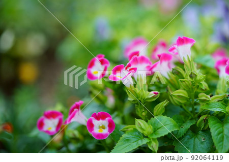 夏・開花した瑞々しいトレニアの花壇 92064119