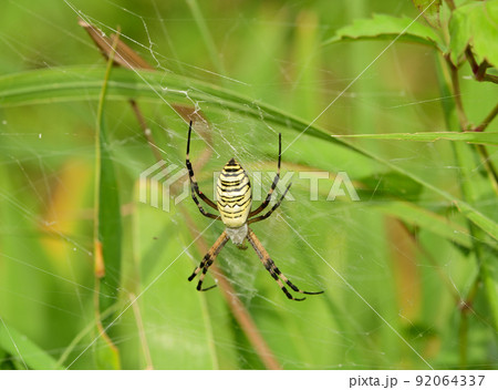 網で獲物を待つナガコガネグモ 92064337