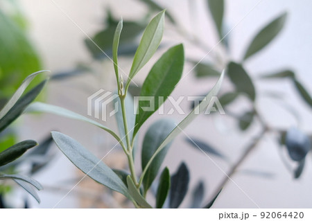 オリーブの葉っぱと新しい芽 92064420