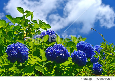 紫陽花 紫陽花 92064501