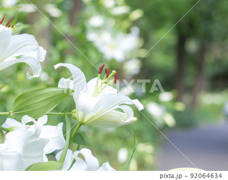 日比谷公園に咲く百合の花 日比谷公園に咲く百合の花 92064634