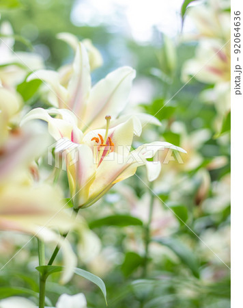 日比谷公園に咲く百合の花 日比谷公園に咲く百合の花 92064636
