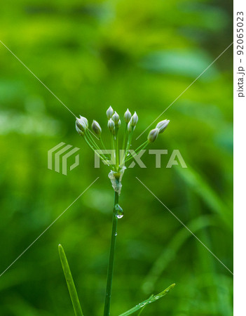 ニラ 水滴 植物 92065023