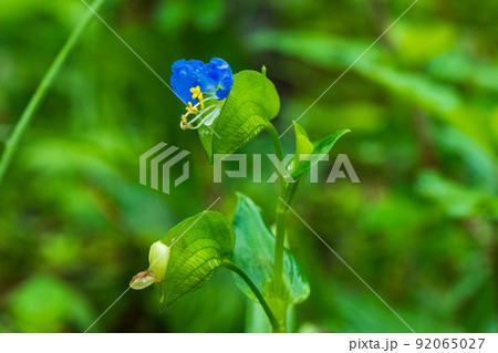 水滴 植物 緑 92065027