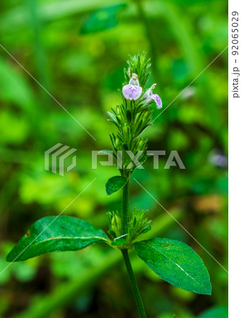 春 草花 花 92065029