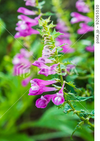 春 草花 花 92065030