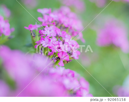 ハマナデシコ ハマナデシコ 92065158