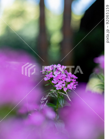 ハマナデシコ 92065159