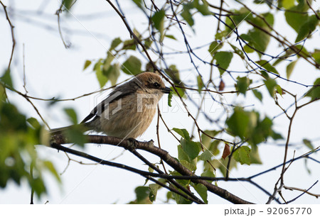 虫をくわえるモズ 92065770