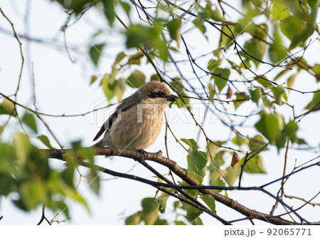 虫をくわえるモズ 92065771