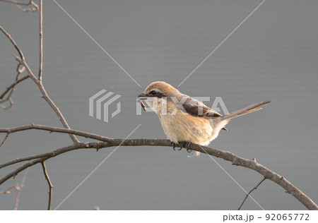 虫をくわえるモズ 92065772