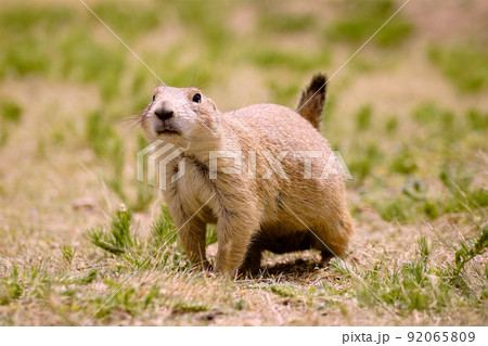 草原で四つ足で立って正面を見つめるプレーリードッグ 92065809