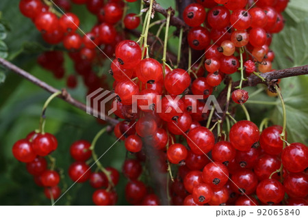 Growing red currant 92065840