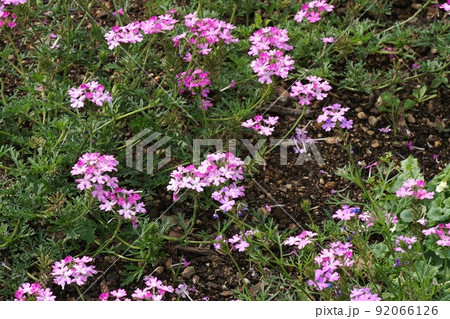 ヒメビジョザクラの花 92066126