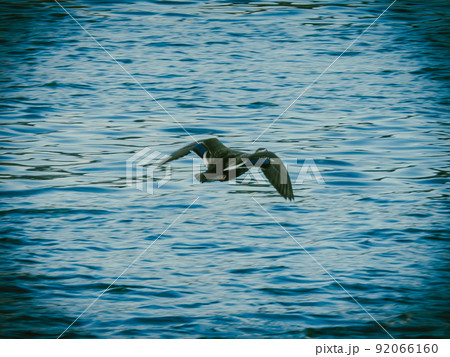 海上を羽ばたくカモ 海上を羽ばたくカモ 92066160