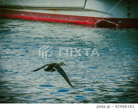 漁港を飛ぶウミネコ 漁港を飛ぶウミネコ 92066161