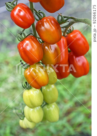 ミニトマト（コンフェット） 92066175