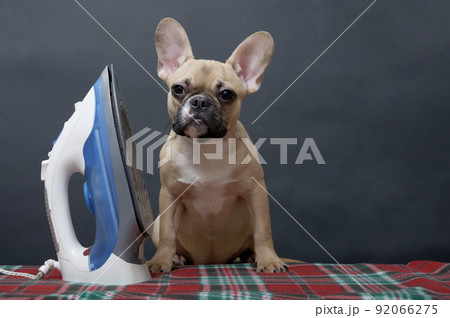 The bulldog dog sits on an ironing board next to an electric iron and looks towards the camera. French bulldog doing housework. The bulldog dog sits on an ironing board next to an electric iron and looks towards the camera. French bulldog doing housework. 92066275