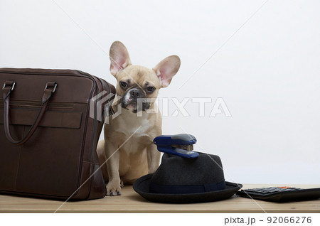 A bulldog dog next to a leather business briefcase looks at the camera and next to it is a black stylish hat. Studio photo of a young dog with an expressive muzzle. A bulldog dog next to a leather business briefcase looks at the camera and next to it is a black stylish hat. Studio photo of a young dog with an expressive muzzle. 92066276