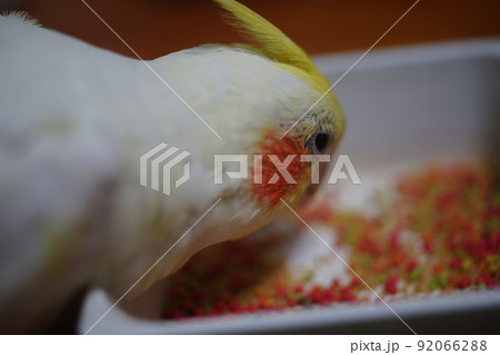 インコ オウム いんこ 92066288