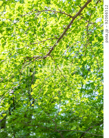 イチョウの新緑 92066512