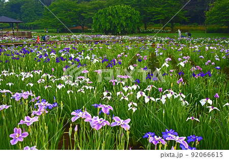 花菖蒲 92066615