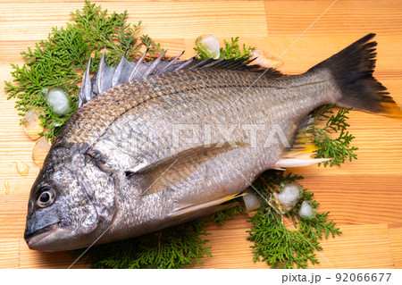 黒鯛（キチヌ） 92066677