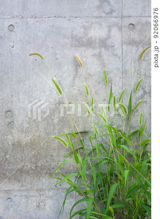 エノコログサとコンクリート 92066976