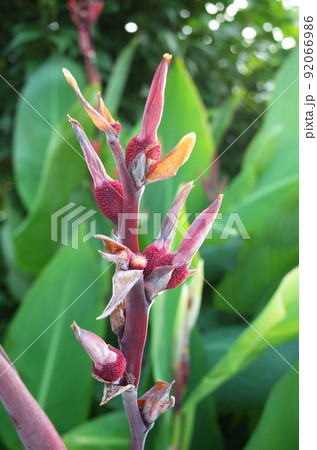 カンナの赤い実 92066986