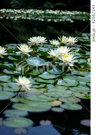 明治神宮に咲く　睡蓮 92067145